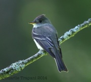 6S3A0763Acadian_Flycatcher_1