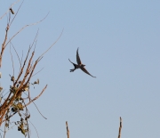 6S3A0763Scissor-TailedFlycatcher