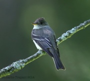 6S3A0764Acadian_Flycatcher