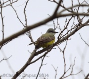 6S3A5298Couch's_Kingbird_Maryland