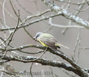 6S3A5382Couch's_Kingbird_Maryland
