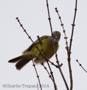 6S3A5415Couch's_Kingbird_Maryland