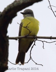 6S3A5433Couch's_Kingbird_Maryland