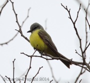 6S3A5482Couch's_Kingbird_Maryland
