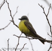 6S3A5489Couch's_Kingbird_Maryland