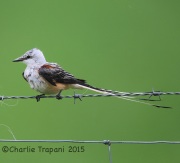 6S3A6370Scissor-Tailed_Flycatcher