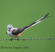 6S3A6378Scissor-Tailed_Flycatcher