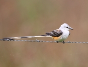 6S3A6396Scissor-Tailed_Flycatcher