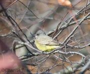 6S3A7373Cassin's_Kingbird
