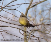 6S3A7421Cassin's_Kingbird_Brooklyn_NYC