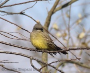 6S3A7430Cassin's_Kingbird