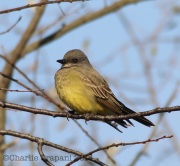 6S3A7451Cassin's_Kingbird