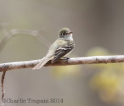 6s3a0417leastflycatcher