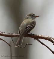 6s3a0428leastflycatcher