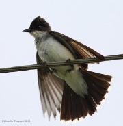 6s3a2024easternkingbird