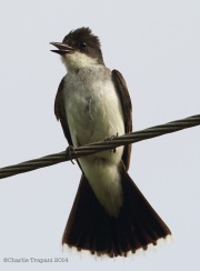 6s3a2029easternkingbird