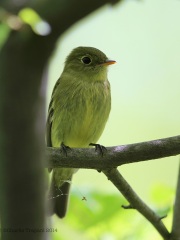 6s3a2780yellow-belliedflycatcher