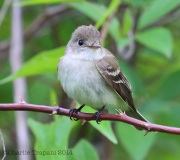 6s3a4313willowflycatcher