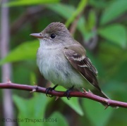6s3a4317willowflycatcher