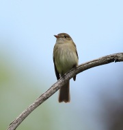 6s3a4661alderflycatcher
