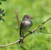 6s3a5832alderflycatcher