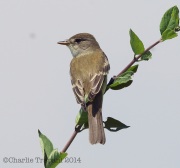 6s3a5882alderflycatcher