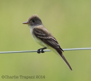 6s3a7003willowflycatcher