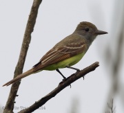 6s3a7110great-crestedflycatcher