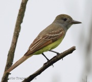 6s3a7112great-crestedflycatcher