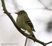 6s3a8570yellow-belliedflycatcher