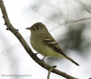 6s3a8573yellow-belliedflycatcher