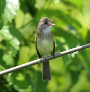 6s3a9104willowflycatcher