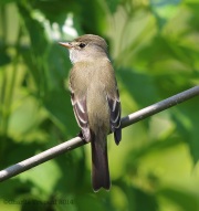 6s3a9110willowflycatcher