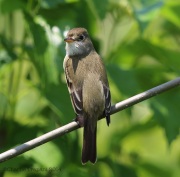 6s3a9117willowflycatcher