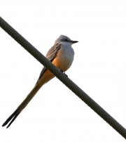 A10A2245Scissor-tailed_Flycatcher