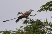 A10A2311Scissor-tailed_Flycatcher