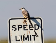 A10A2466Scissor-tailed_Flycatcher