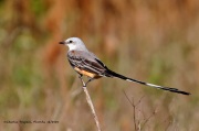 A10A2493Scissor-tailed_Flycatcher