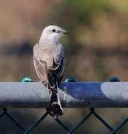 A10A2507Scissor-tailed_Flycatcher