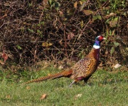 0w2a9898ring-neckedpheasant