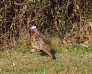 0w2a9903ring-neckedpheasant