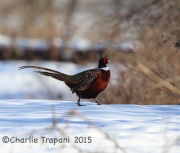 6S3A8057Ring-Necked_Pheasant
