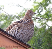6s3a5565ruffedgrouse