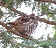 6s3a5571ruffedgrouse