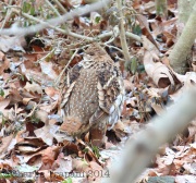 6s3a5635ruffedgrouse