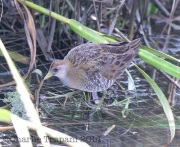 6S3A2938Sora