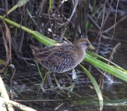 6S3A2958Sora