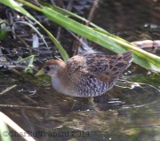 6S3A2964Sora