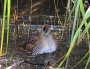 6S3A2971Sora