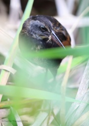 6s3a2519virginiarail_juv